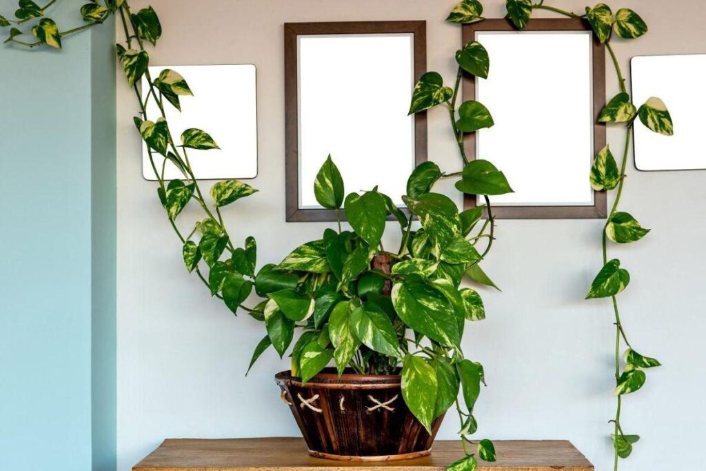 Jiboia com folhas verdes e variegadas em vaso sobre móvel com ramos pendentes na parede.