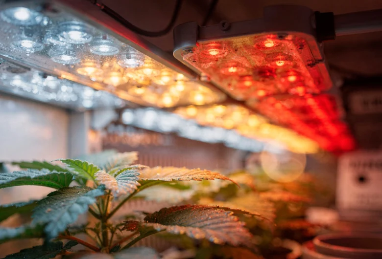 Close de luzes LED de cultivo (Grow Lights) em tons de branco e vermelho posicionadas acima de mudas de plantas em um sistema de hidroponia vertical indoor.