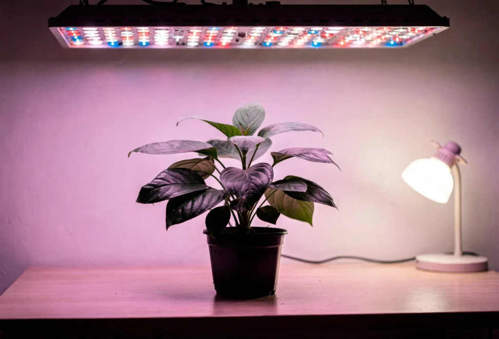Sistema de hidroponia vertical em apartamento iluminado por painel de LED rosa para cultivo indoor em ambiente com pouca luz natural.